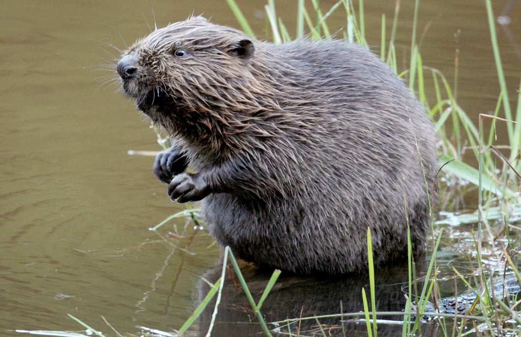 Ein Biber sitzt im Wasser.