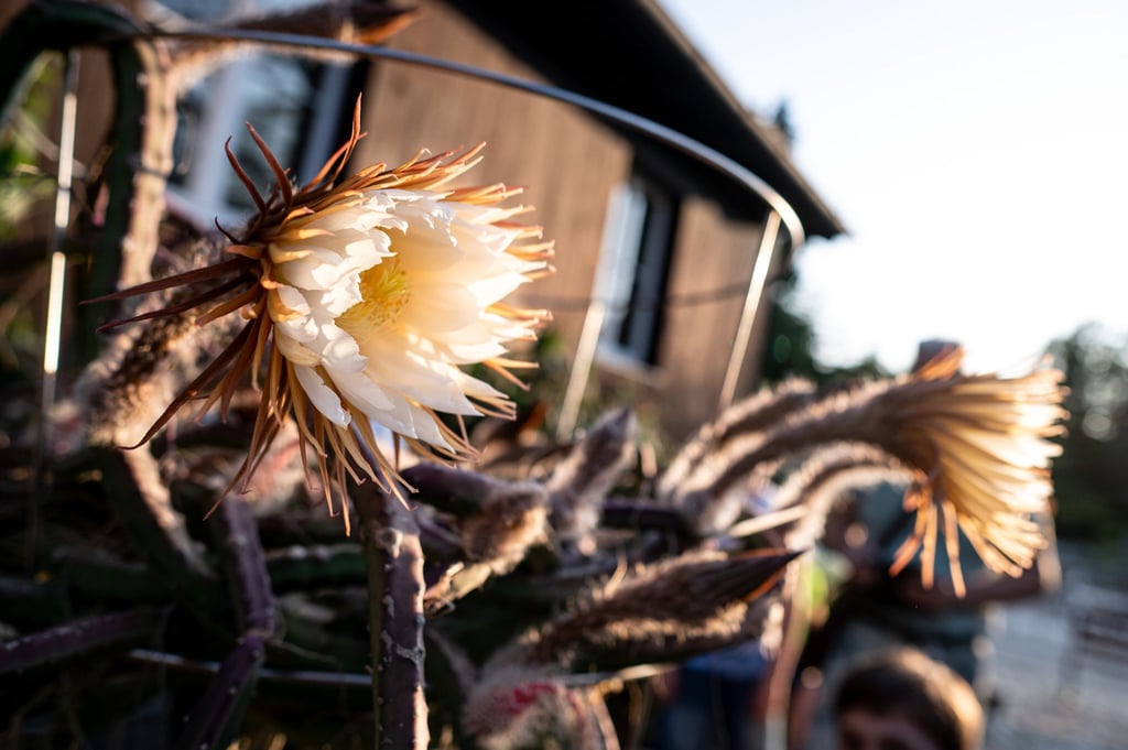 36+ Botanischer Garten Dresden Königin Der Nacht 2018, Im herzen der