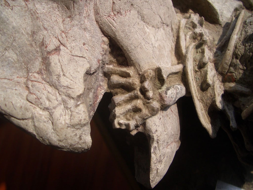 Fossil mit einer linken Hand von einem Repenomamus (Säugetier), die um den Unterkiefer von einem Psittacosaurus (Dinosaurier) gewickelt ist.