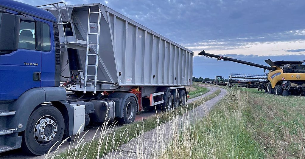 Der Raps wird nach der Ernte von Lkw zur Lagerung beziehungsweise Trocknung abgefahren.