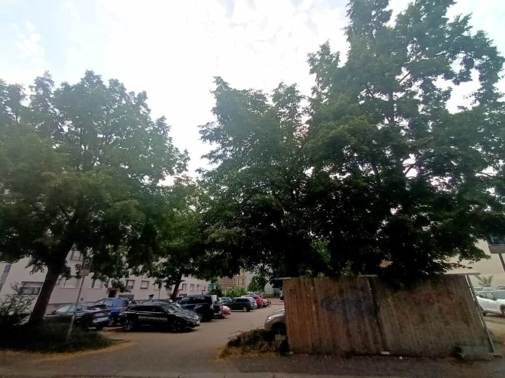 Wegen der bevorstehenden Fällung der Bäume in der Brauhausstraße haben Bürger in Halle eine Petition für dessen Erhalt gestartet.