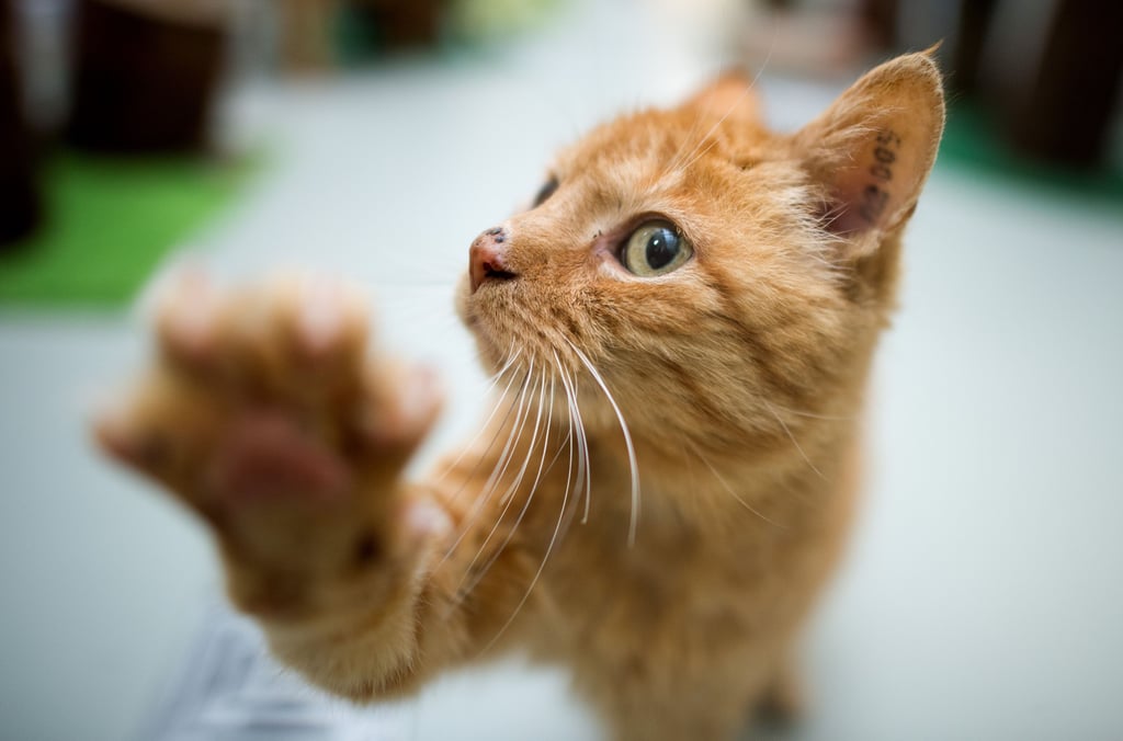 Auf Katzen hat es ein Tierquäler in Lindstedt abgesehen, erneut wurde ein Tier beschossen.