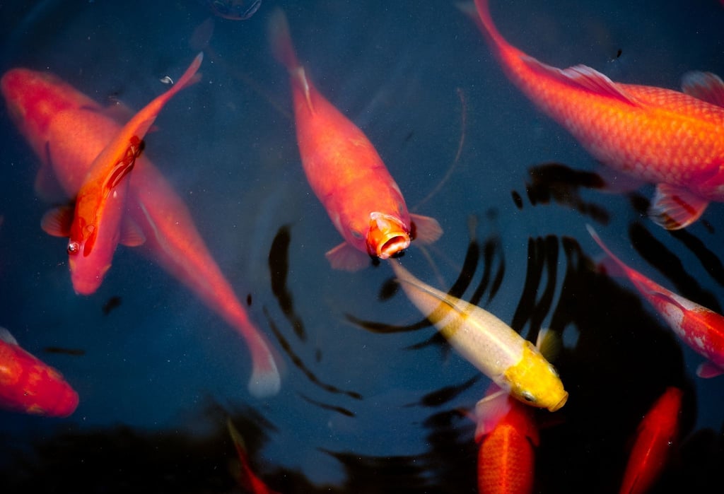 Goldfische schwimmen in einem Teich bei Dresden.