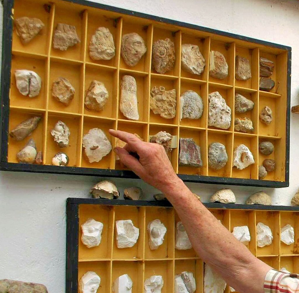 Mit diesem Stein fing alles an: Kurt Hübner zeigt auf das erste Fossil, das er fand – eine Seelilie in Feuerstein.