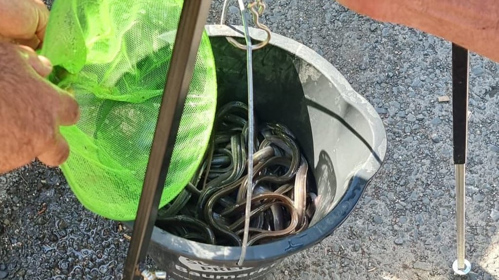 Die Jungaale werden zuerst gewogen und dann in Binnengewässer eingesetzt. 