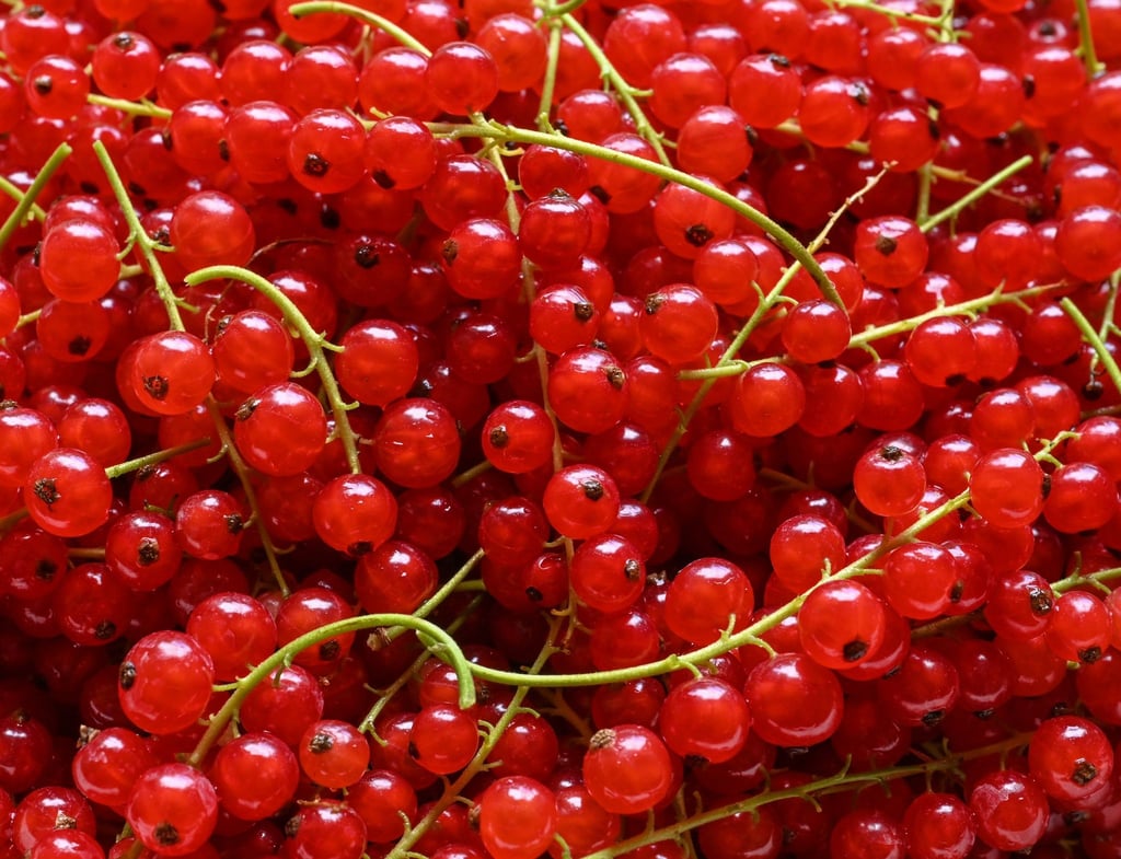 Frische Johannisbeeren erkennt man daran, dass sie prall und glänzend sind. Sie werden rispenweise geerntet. Um sie nicht einzeln abzupfen zu müssen, gibt es eine Methode.