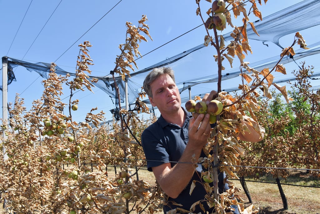 Auch Tage nach dem Brand auf dem Nachbarfeld sieht man bei Obstbauer Philipp Moser die Schäden an den Apfelbäumen.