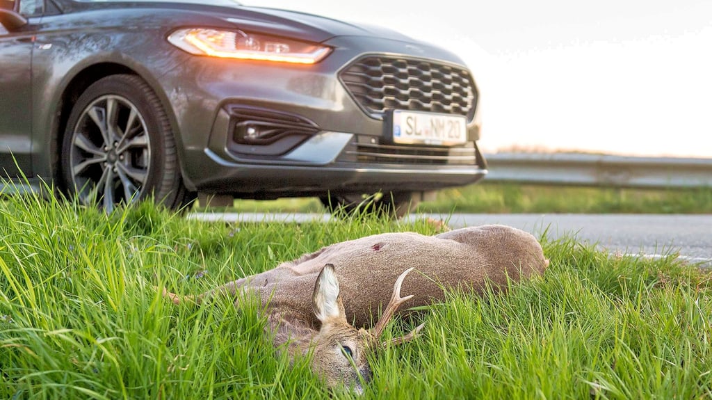 Die sogenannte Blattzeit des Rehwilds beginnt jetzt – und damit steigt auch die Gefahr für Verkehrsunfälle. Die Jägerschaft Stendal mahnt zur Vorsicht.
