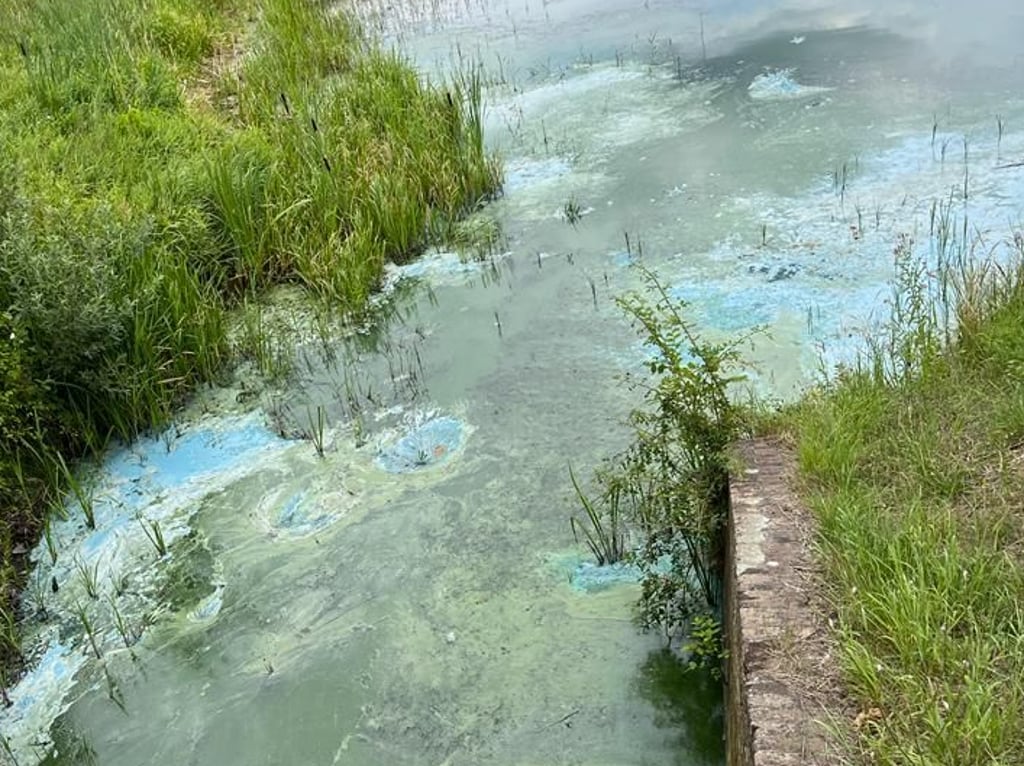 Im Parchauer See bei Burg haben sich Blaualgen gebildet.