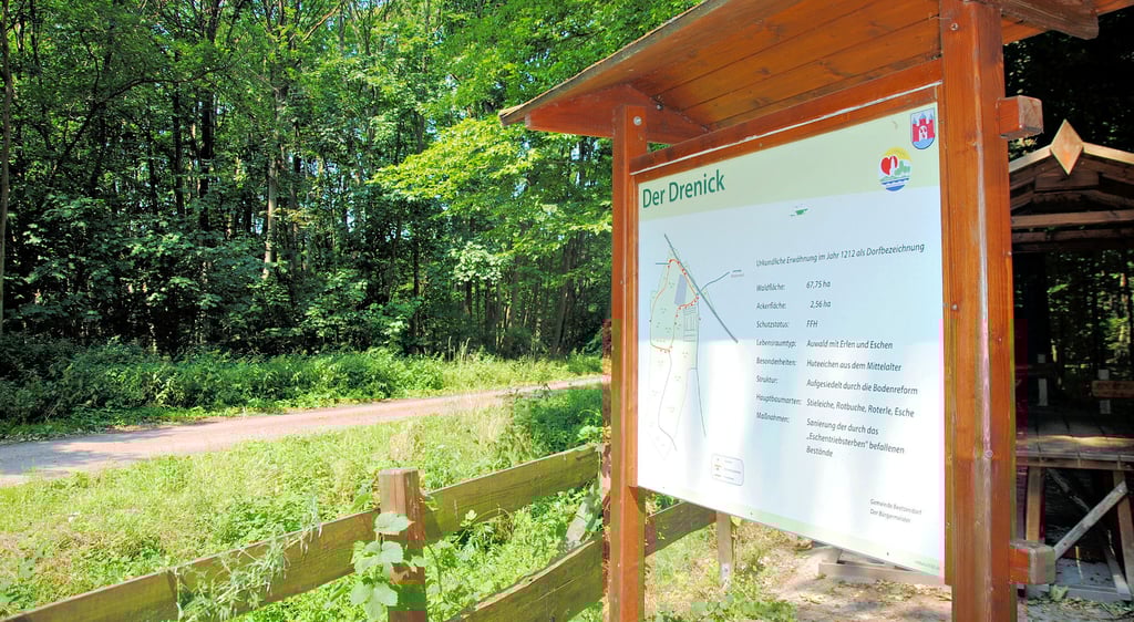Der Drenick bei Beetzendorf eignet sich neben dem Beetzendorfer Bruch als ideales Terrain für das Waldbaden. Die ursprünglich aus Japan stammende Heil- und Entspannungsmethode soll in das Tourismuskonzept der Gemeinde integriert werden.