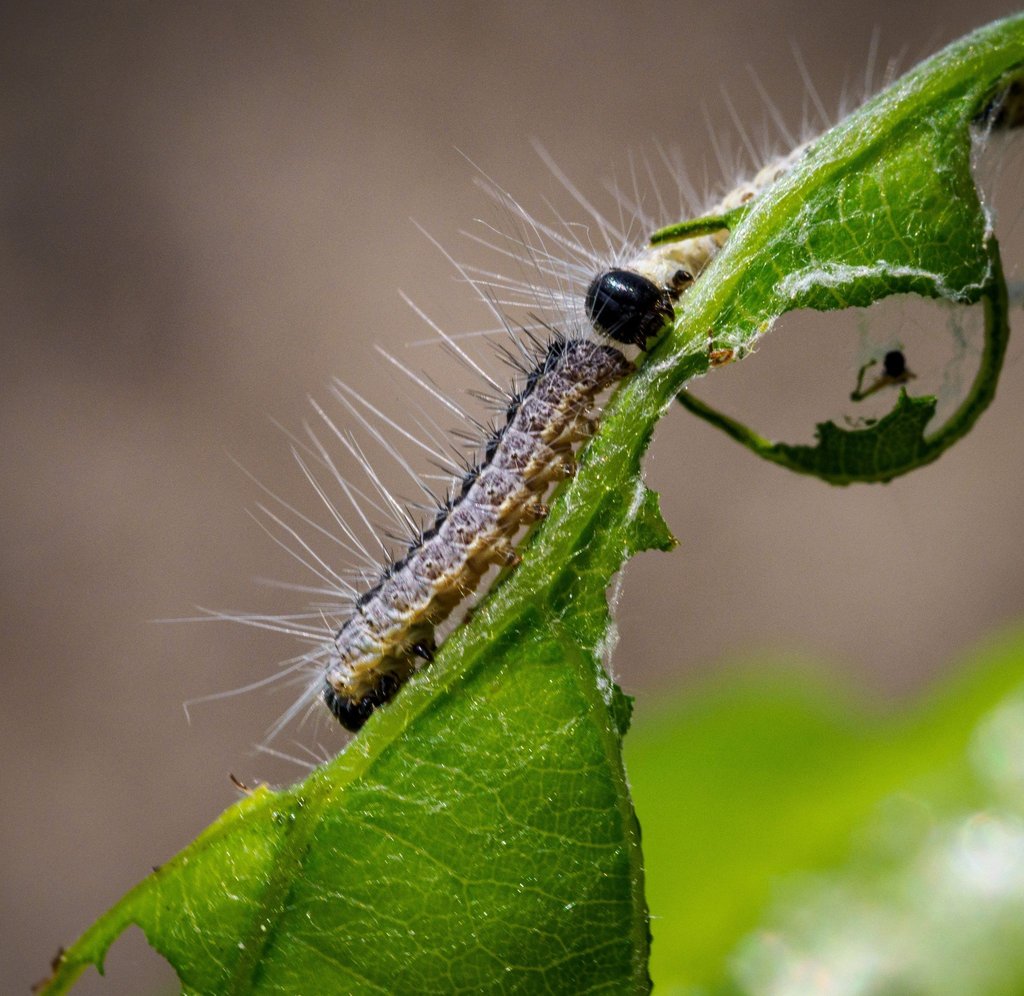 Früher vor allem eher in aufgelichteten Wäldern oder Randlagen zu finden, heute auch in der Fläche vertreten: der Eichenprozessionsspinner.