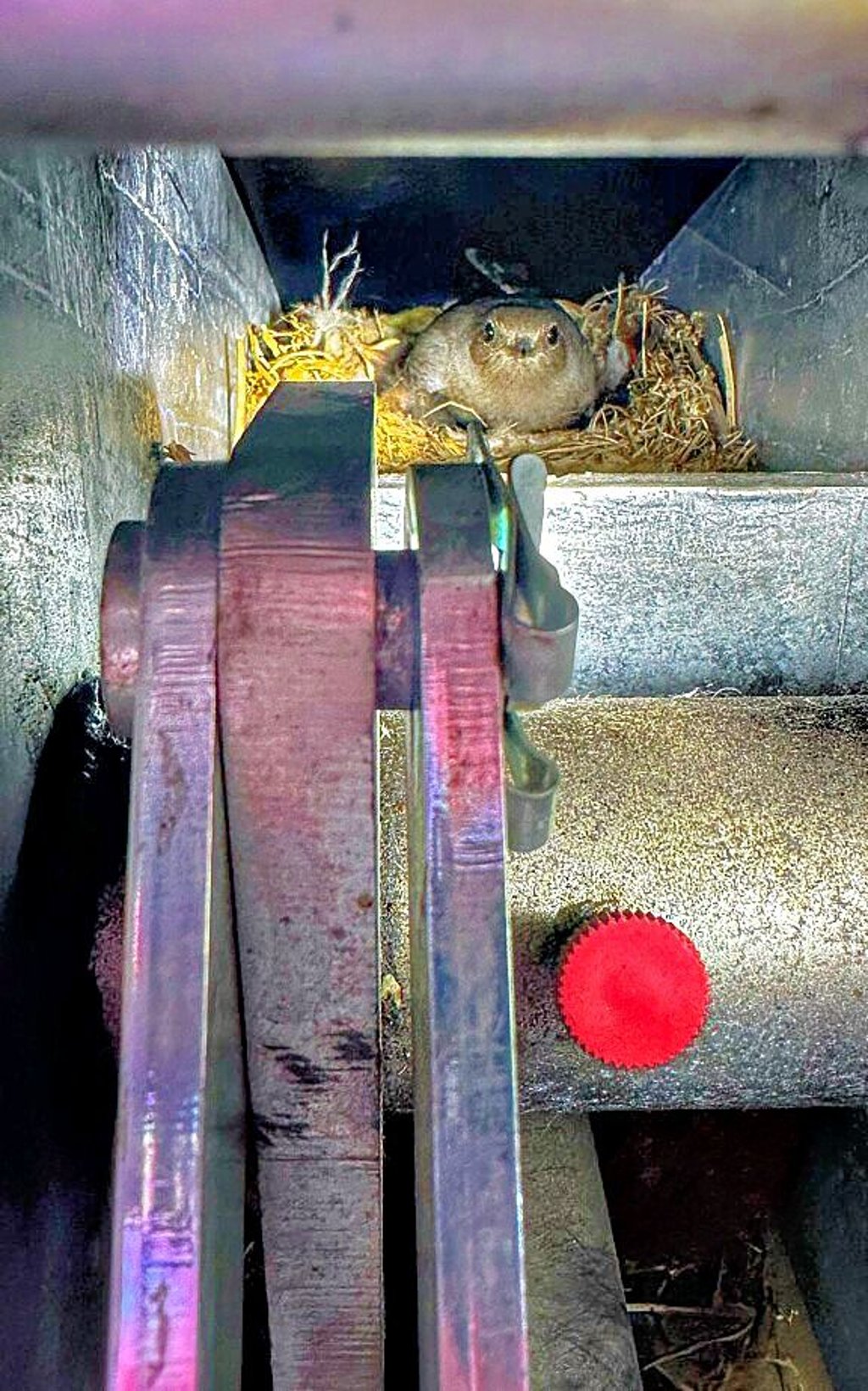 Das Nest des Hausrotschwanzes in der Anhängerkupplung eines Stromaggregates der Magdeburger Feuerwehr.