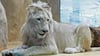 Nur zu Gast: Von Anfang März bis&nbsp; Ende Mai war der weiße Löwe Mojo einer der Bewohner des Bergzoos in Halle. Wo er jetzt ist, ist unklar.