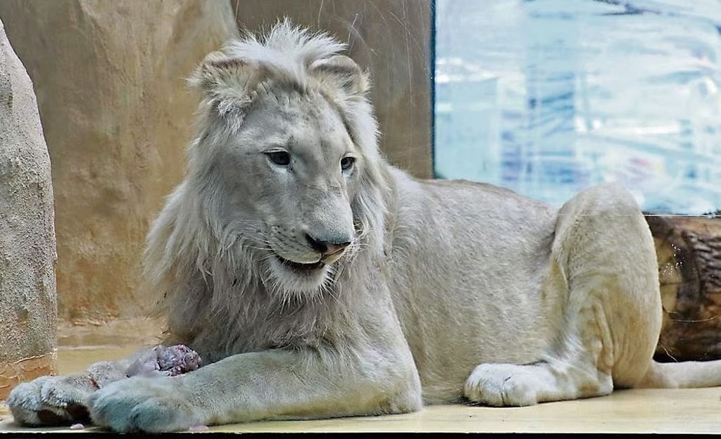 Nur zu Gast: Von Anfang März bis Ende Mai war der weiße Löwe Mojo einer der Bewohner des Bergzoos in Halle. Wo er jetzt ist, ist unklar.