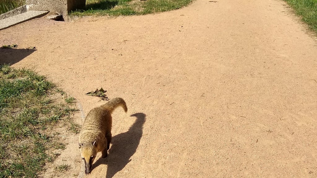 Nasenbärin "Nele" am Viereckteich in Dessau-Nord.