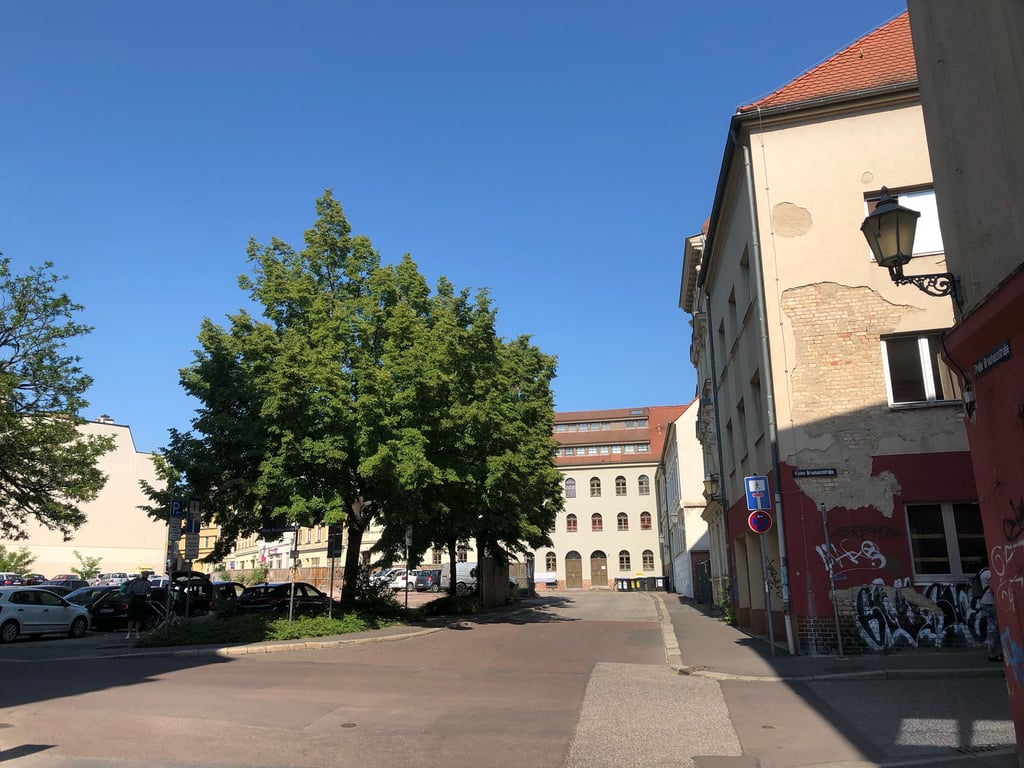Drei große Winterlinden in der Altstadt sollen gefällt werden. Doch es regt sich Widerstand.