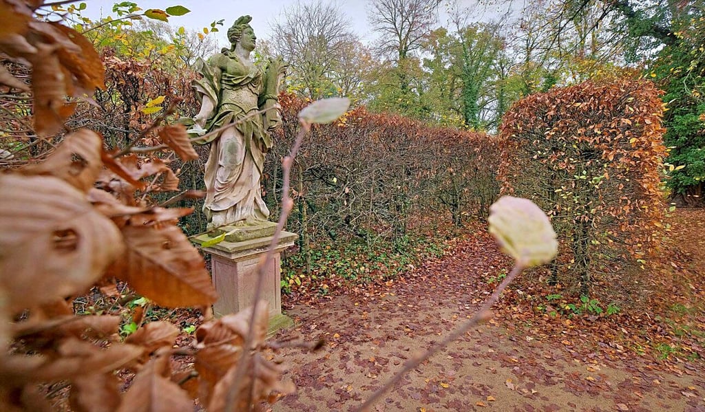 Die Hainbuchenhecke des Irrgartens im Herbst. Hält die Trockenheit weiter an, könnte sie auch im Sommer so aussehen. In Altjeßnitz hofft man jetzt auf ein Bewässerungssystem. Die Fördergelder sind bereits bewilligt.