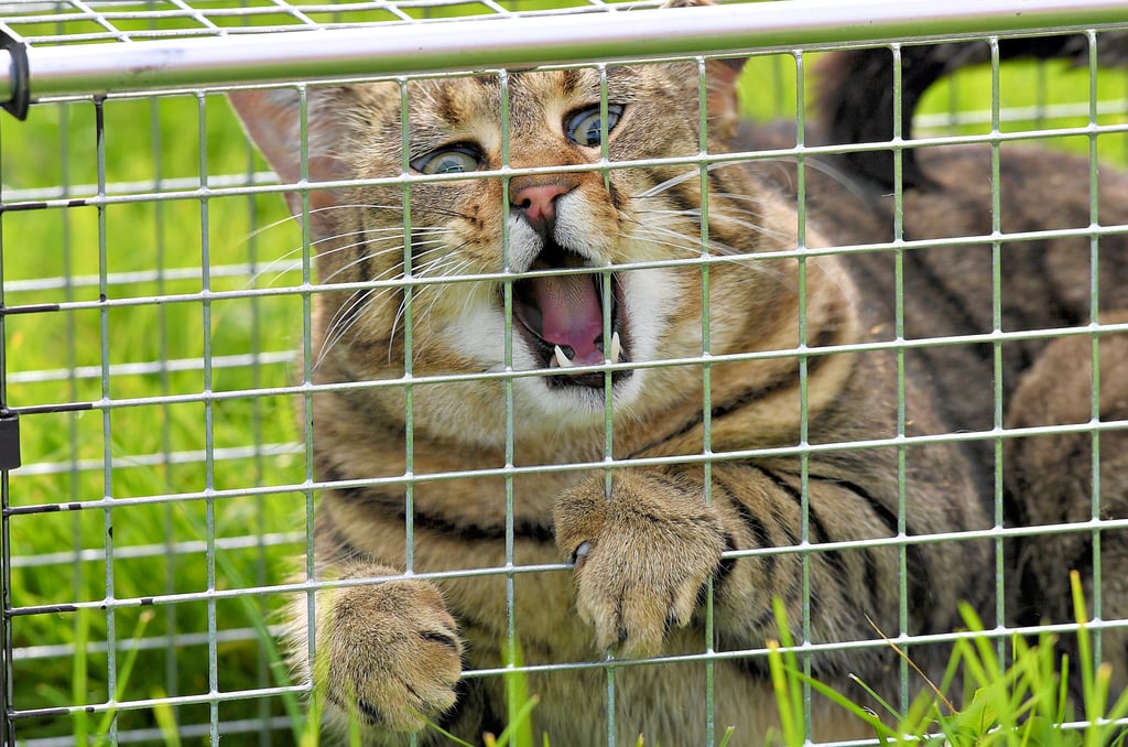 Um die wilden Katzen kastrieren zu können, müssen diese zum Beispiel in Lebendfallen gefangen werden. Das ist nicht so einfach. Zudem lassen sich die Tiere nicht anfassen, werden nicht zahm, erklärt der Tierschutzverein Gardelegen.
