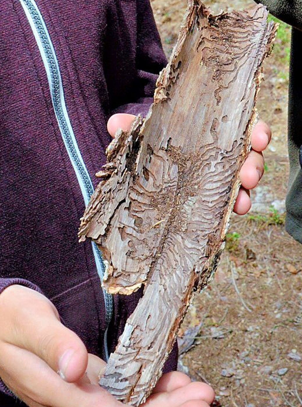Fraßgänge des Kupferstechers sind unter der Rinde zu sehen.