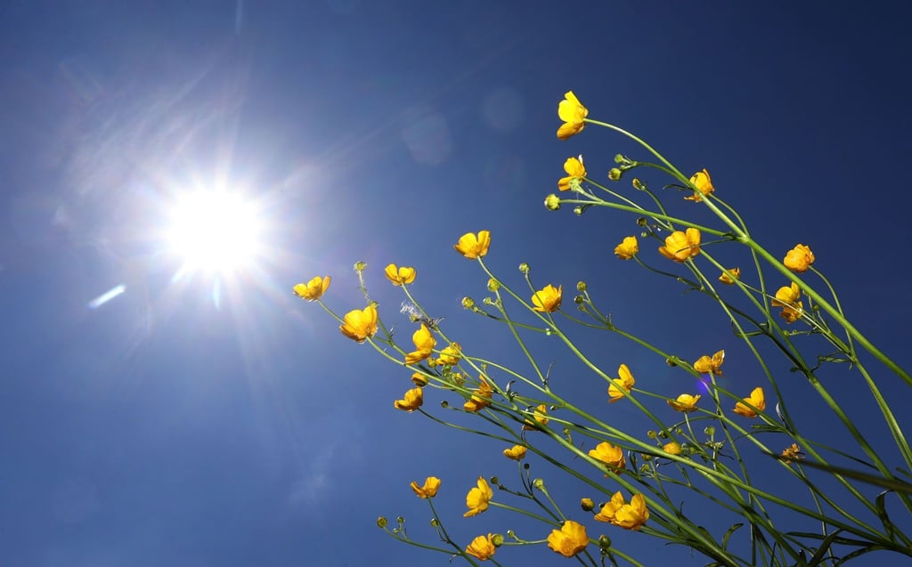 Butterblumen im Sonnenschein.