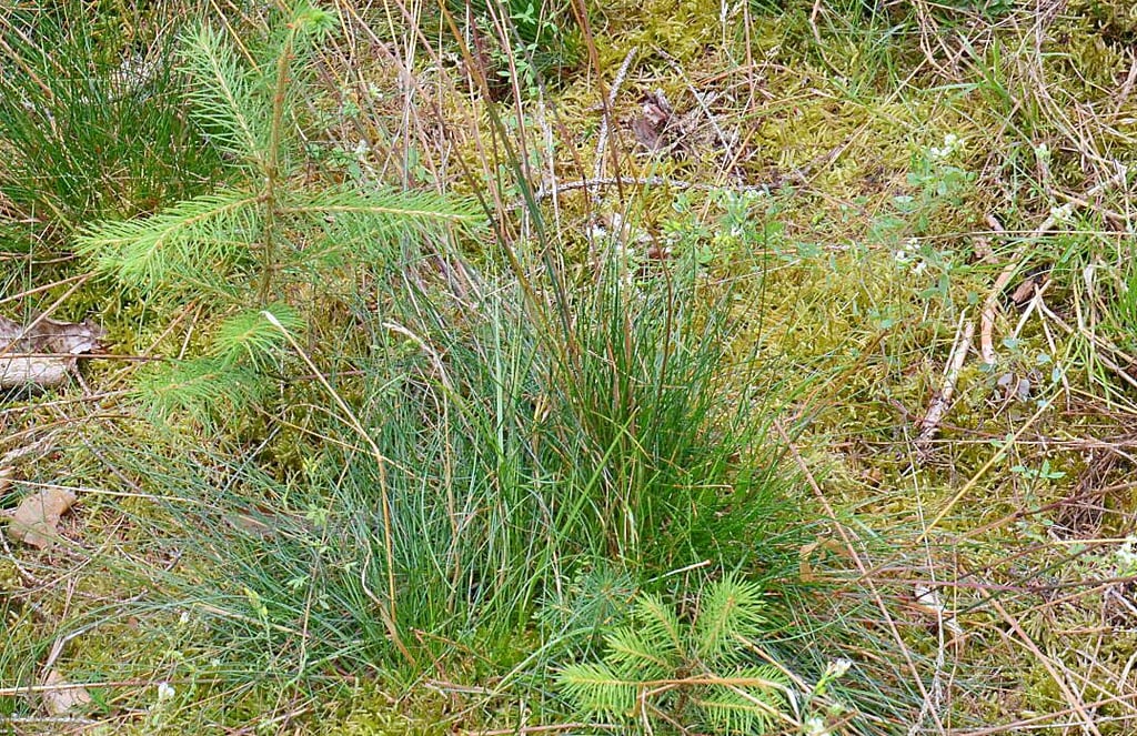 Auf der Lichtung ist nun Platz und Licht für neue Bäume. Die Fläche ist naturbelassen. Junge Fichten beginnen dort zu wachsen.