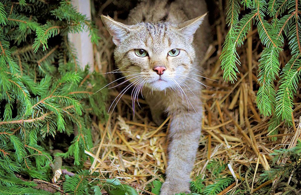 Die Wildkatze kann im Jemmeritzer Moor seit mehreren Jahren nachgewiesen werden.