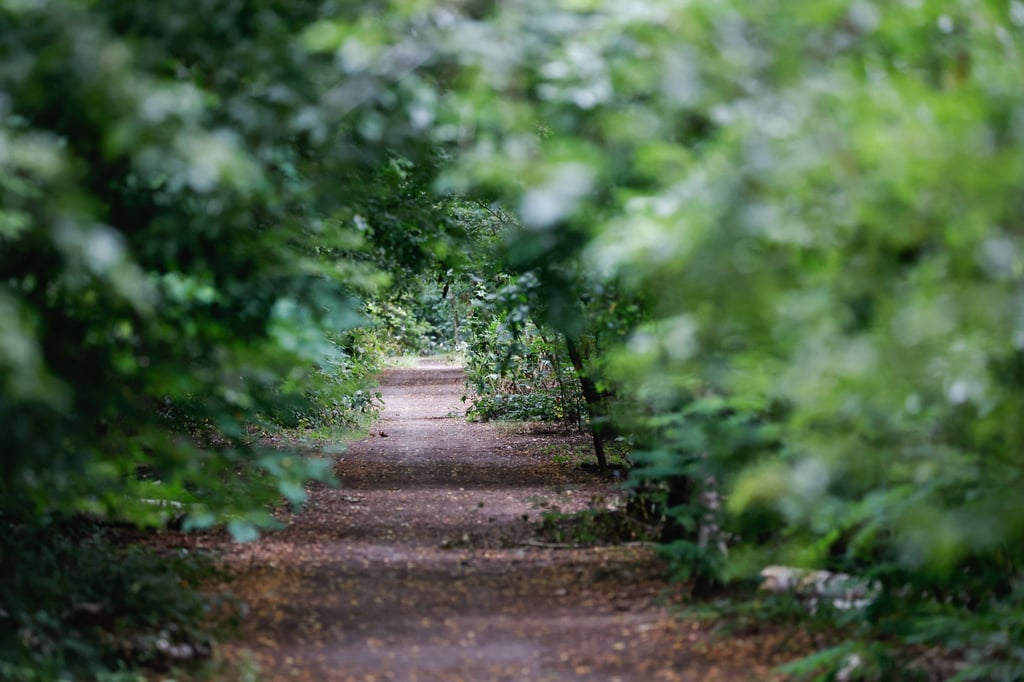 Ist in einem Waldstück im Süden von Berlin eine Löwin unterwegs? Ein Großeinsatz der Polizei geht weiter - doch immer mehr Experten haben Zweifel.