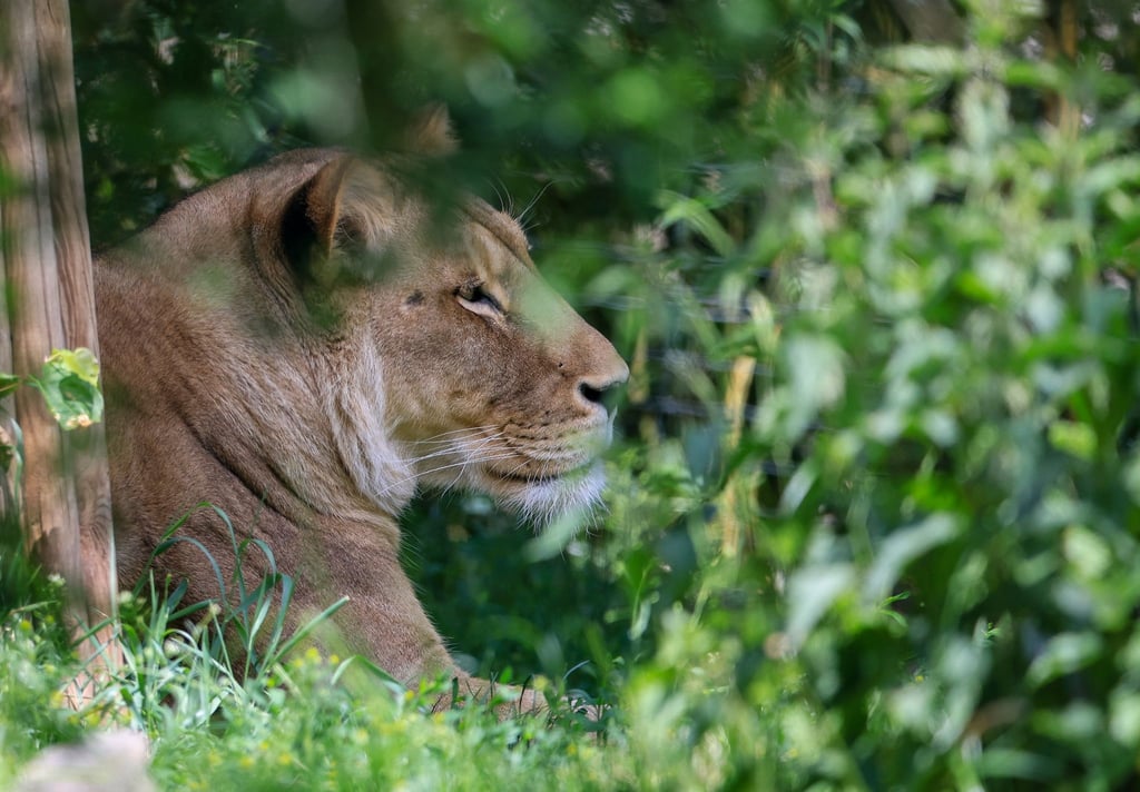 Eine Löwin liegt im Leipziger Zoo.