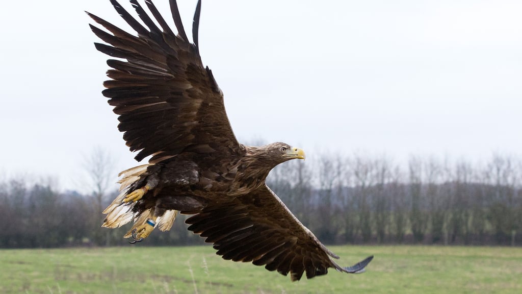 Ein Seeadler ist im vergangenen Jahr von einem Jäger aus der Altmark abgeschossen worden.