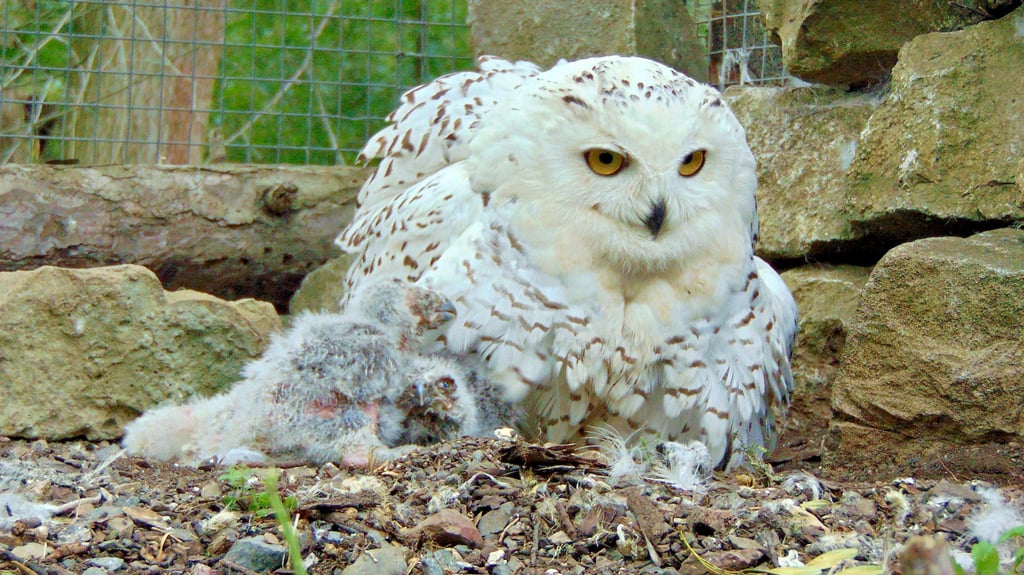 Im Ascherslebener Zoo gibt es Schnee-Eulen-Nachwuchs. Die Eltern kümmern sich rührend um die Küken.