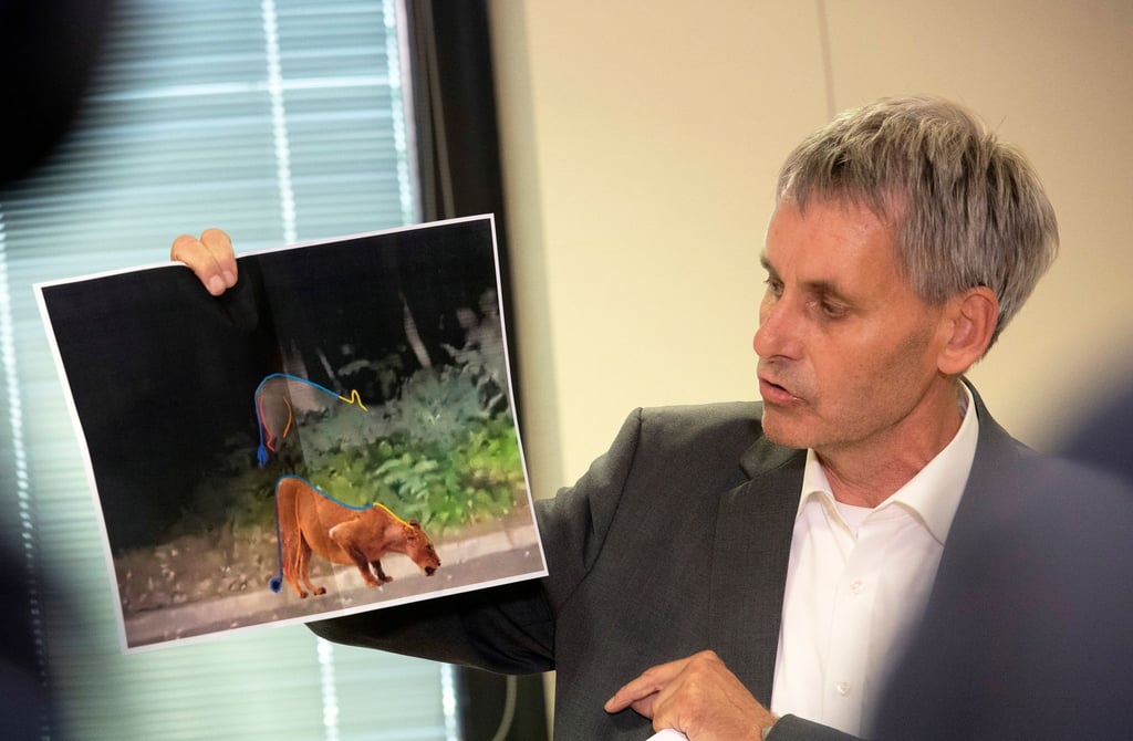 Michael Grubert (SPD), Bürgermeister von Kleinmachnow, erklärt bei einem Pressegespräch anhand von Fotos, weshalb es sich bei dem gesuchten Raubtier um keine Löwin handelt.