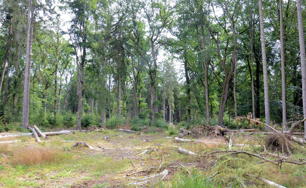 Diese Lichtung entstand im Naturschutzgebiet, nachdem vom Borkenkäfer geschädigte Bäume herausgenommen worden sind. Die Stämme wurden geschält, damit die Schädlinge sich nicht weiterausbreiten.