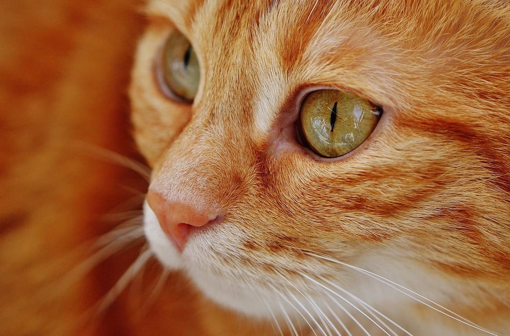Tierquälerei im Harz: Eine Katze ist in Rohrsheim nahe Halberstadt von einem Gewehr getroffen worden. Das Geschoss schlug in ihren Kopf ein - und wurde von der Halterin selbst entfernt. Symbolbild: