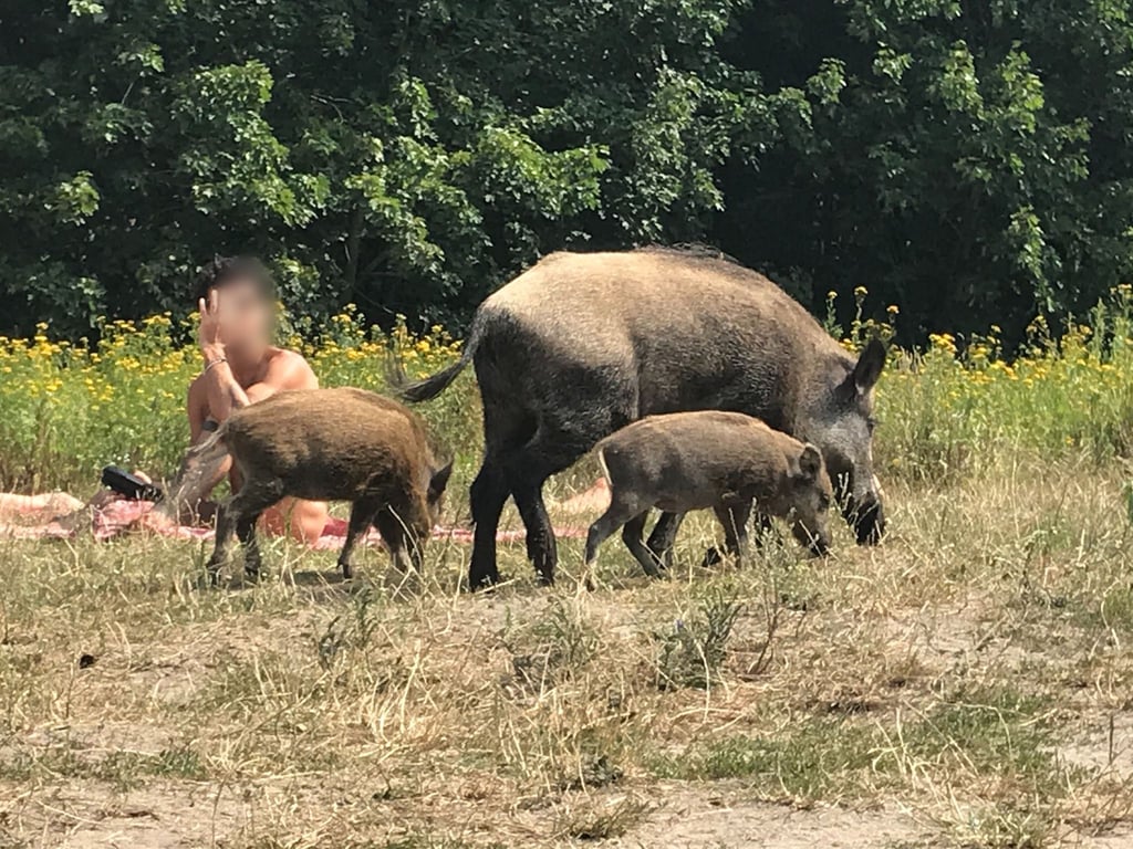 Da war der Badegast ziemlich überrascht: Ein Wildschwein mit seinem Nachwuchs auf einer Badewiese am Teufelssee im Berliner Grunewald.