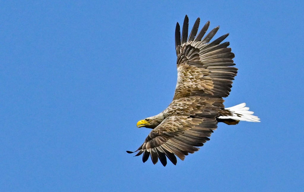 Ein Seeadler (Haliaeetus albicilla) fliegt am blauen Himmel.