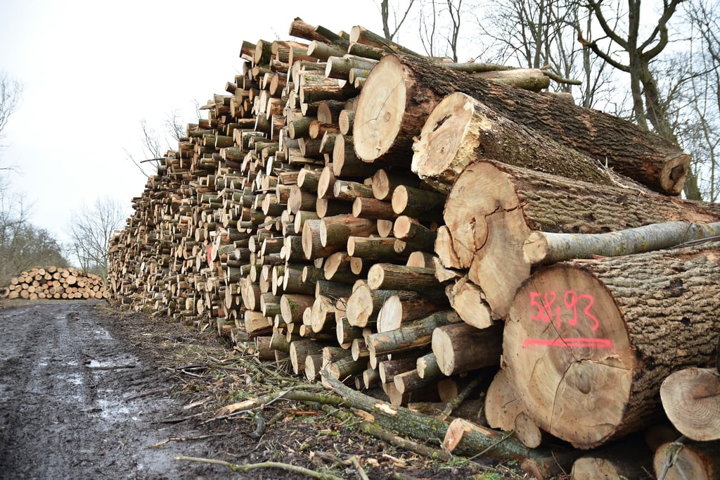 Im Naturschutzgebiet Kreuzhorst wurde im Frühjahr eine große Menge Holz entfernt.