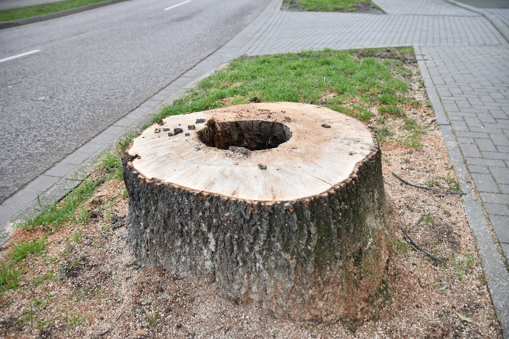 Ein Stumpf an der Sohlener Straße. Aus Gründen der Verkehrssicherheit musste dieser Baum gefällt werden.