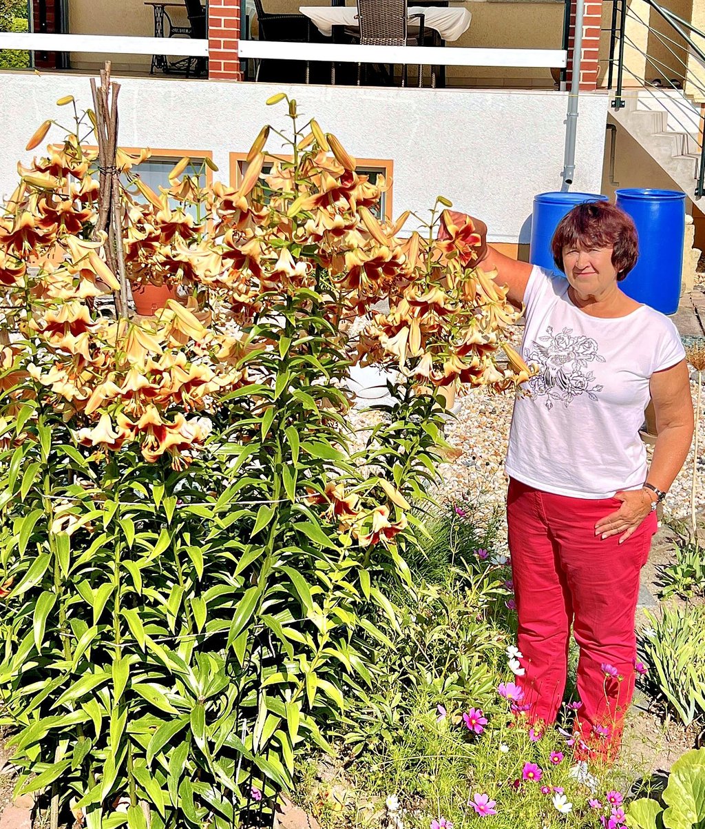 Anneliese Spremberg aus Mosigkau hat eine ungewöhnlich große Lilie in ihrem Garten. Die Pflanze ist 1,95 Meter hoch und blüht über Monate lang noch bis August.