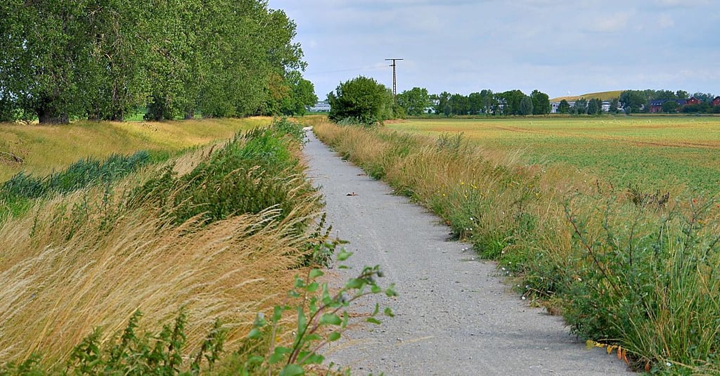 Schnitt 2023 vergessen? Viel fehlt nicht mehr, und der schöne Weg entlang der Liethe zwischen Staßfurt und Rathmannsdorf ist zugewachsen.