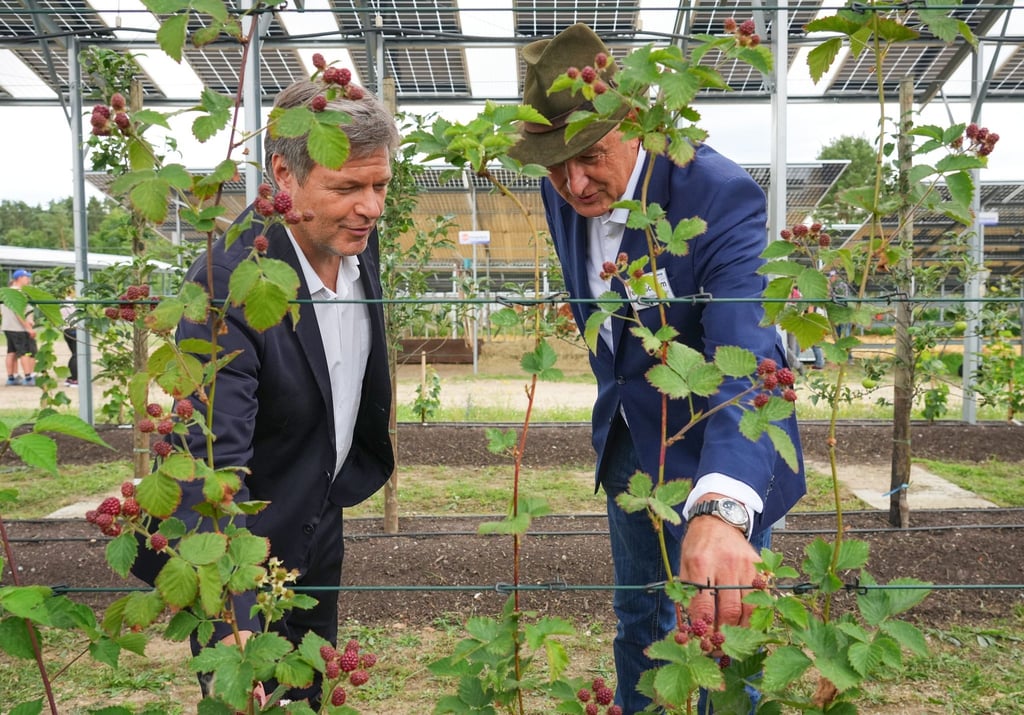 Robert Habeck (Bündnis 90/Die Grünen) isst Himbeeren beim Besuch der SUNfarming GmbH.