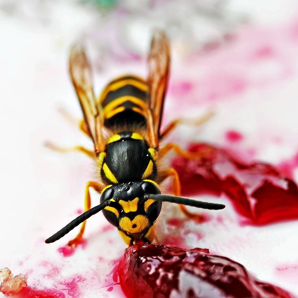 Naturschutz im Burgenlandkreis: Hornissen, Wespen und ihre Nester und ...