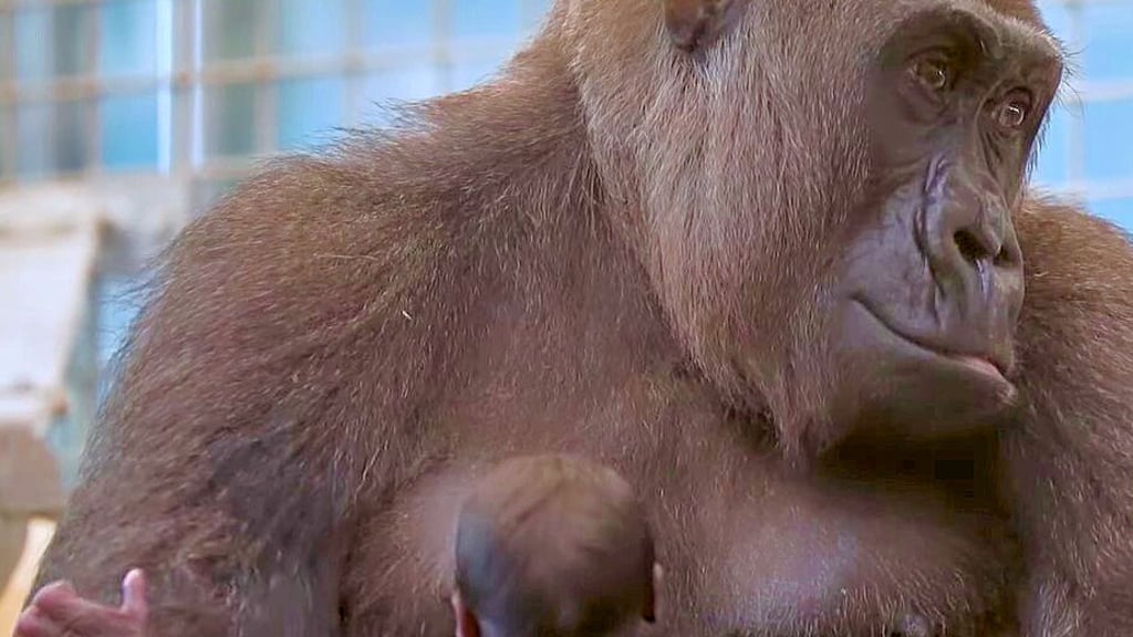 Acht Jahre lang hielt der Zoo den Gorilla Sully für ein Männchen - bis der Affe ein gesundes Baby zur Welt brachte.