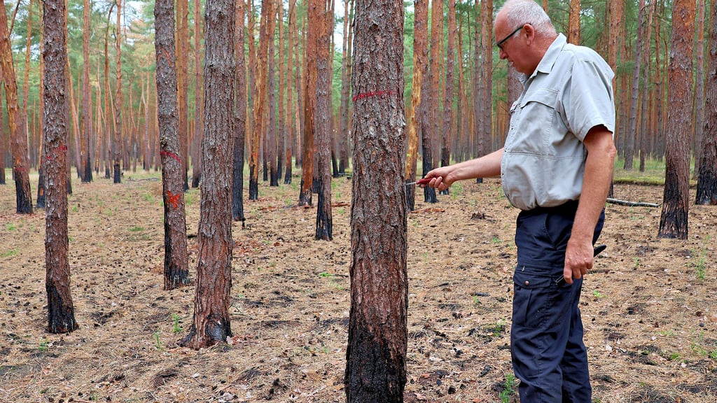 Die Kiefernbestände im Elb-Havel-Winkel haben durch die Dürre bereits gelitten. Baumschädlinge können den gesamten Waldbestand in Gefahr bringen. Revierleiter Stefan Swiderski kontrolliert, ob Befall vorhanden ist.