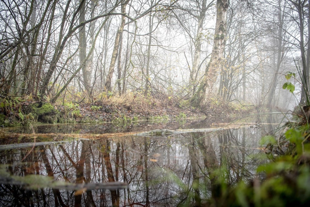 Bäume im Ahrensfelder Moor in Niedersachsen.