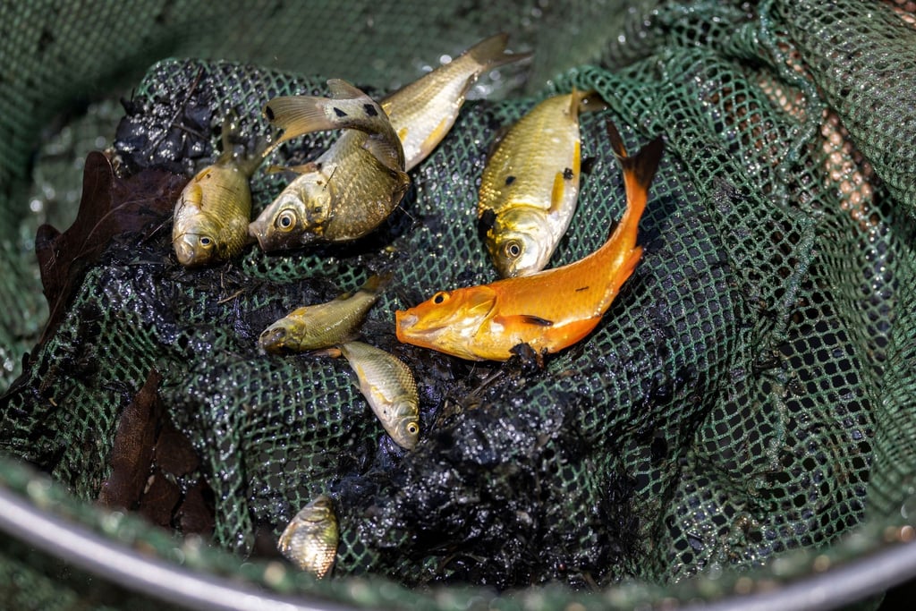 Fische in einem Fischernetz.