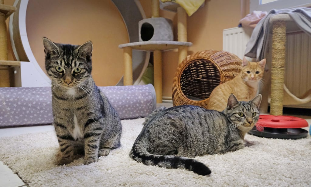 Die steigende Anzahl von Katzen macht im Bitterfelder Tierheim Probleme.
