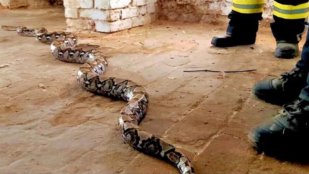 Wochenlang hat ein verschwundener Python 2021 die Haldensleber in Atem gehalten. Das Tier war aus einer Wohnung ausgebüxt und wurde in mehreren Aktionen von der Feuerwehr Haldensleben gesucht. Schließlich wurde es in einem Keller aufgespürt.