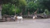 Der Magdeburger Zoo ist um eine Attraktion reicher. Zwei Säbelantilopen sind neu im Tierbestand.