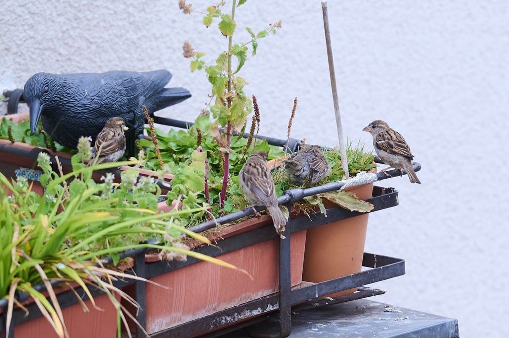 Eine Familie Haussperlinge sitzt auf einem Balkon in Berlin Mitte.