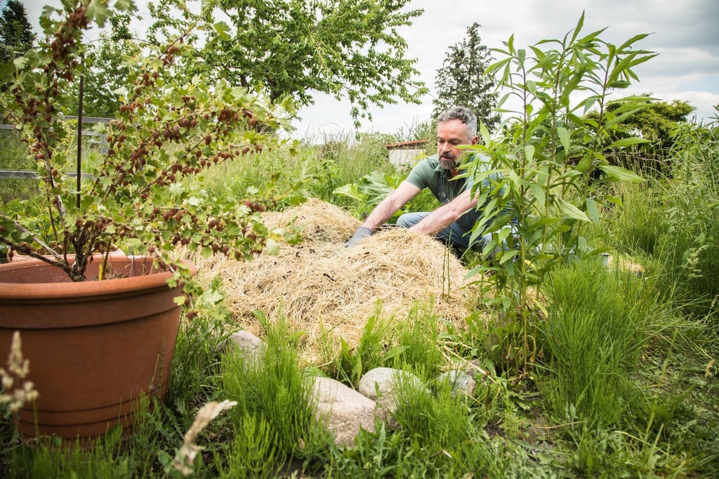 Einmal pflanzen, mehrfach ernten: Das ist das Prinzip der Permaveggies.
